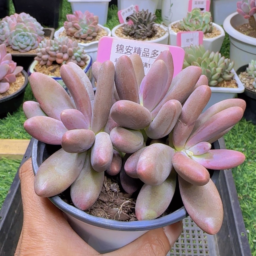 锦安精品多肉植物207