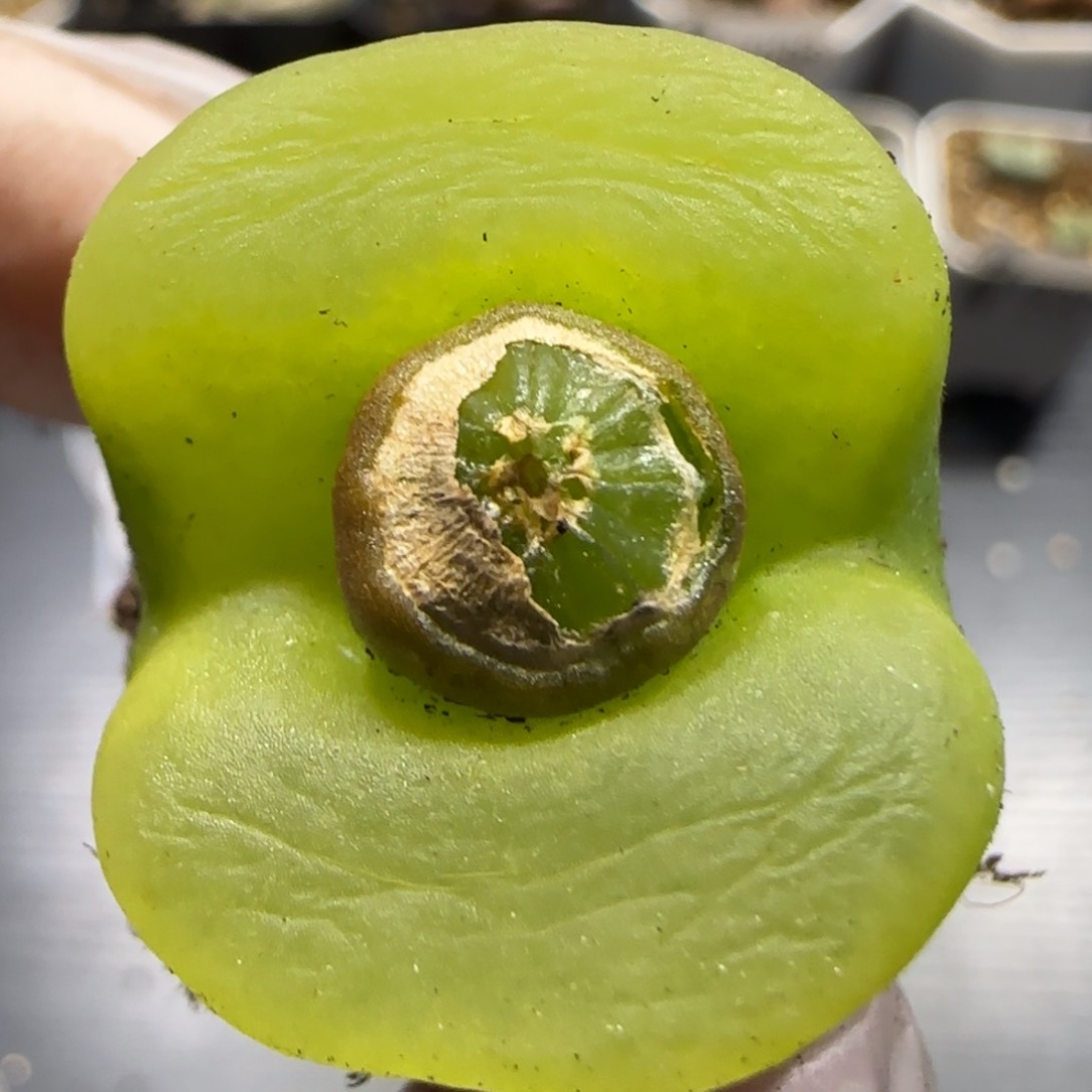 1.14 上播福利 蟠桃  6021