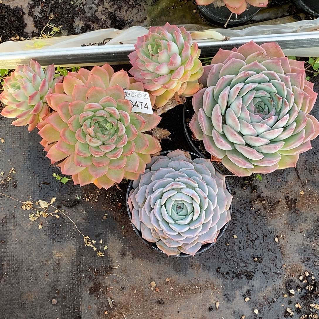 红***语3474叶伤掉头不售后～11-15厘米