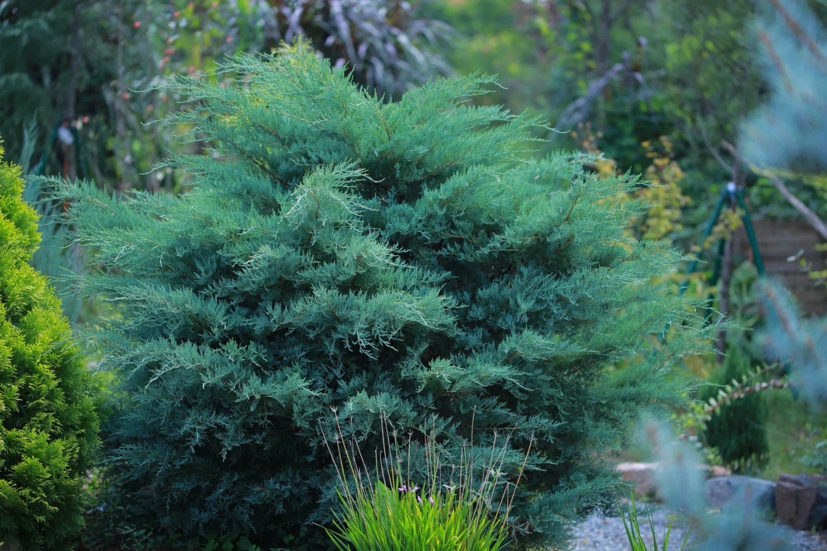 【灰色猫头鹰-北美圆柏】蓝色圣诞树懒人好养|家庭园艺绿植花镜植物