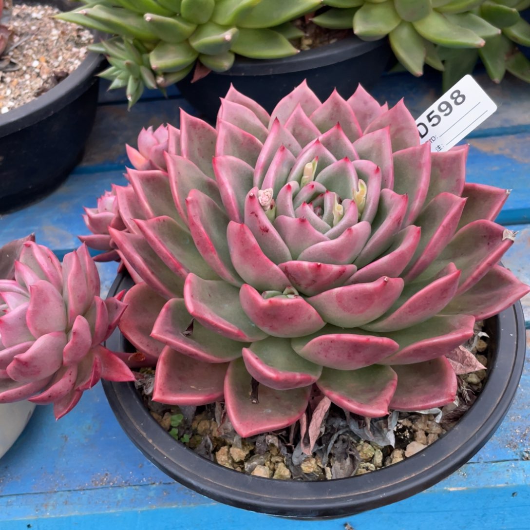 无花朵若如东云单拍D598