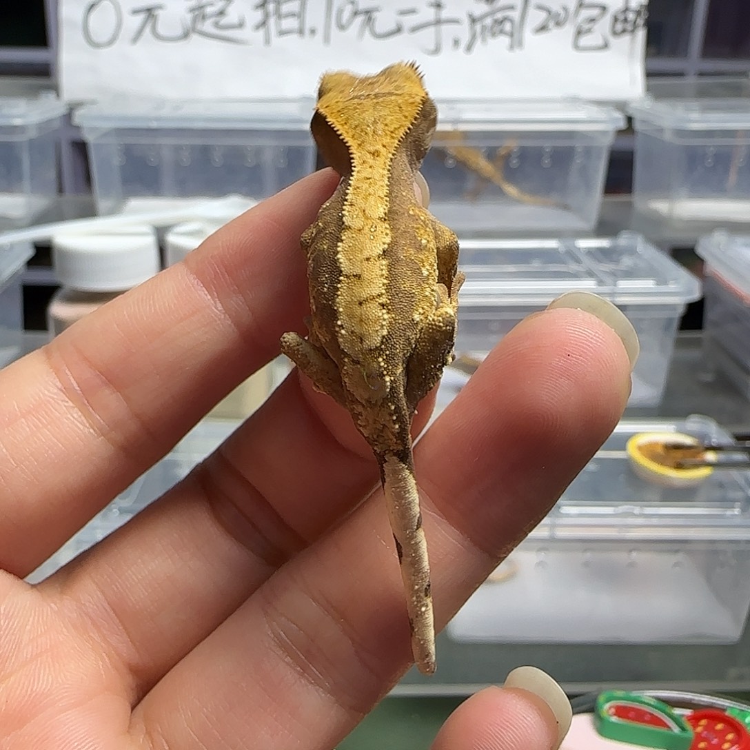 睫角守宫睫角守宫大幼