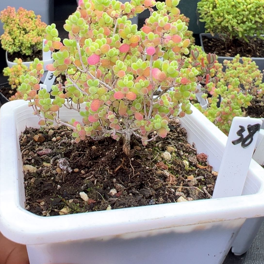 彩蜜橘糖球38号10厘米盆