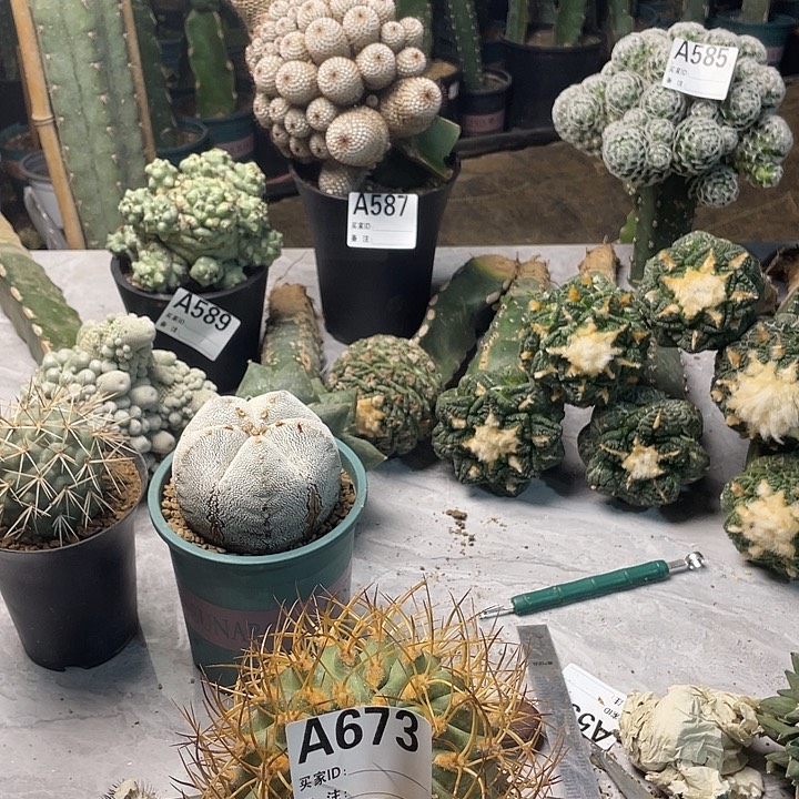 完全开放673五百津玉