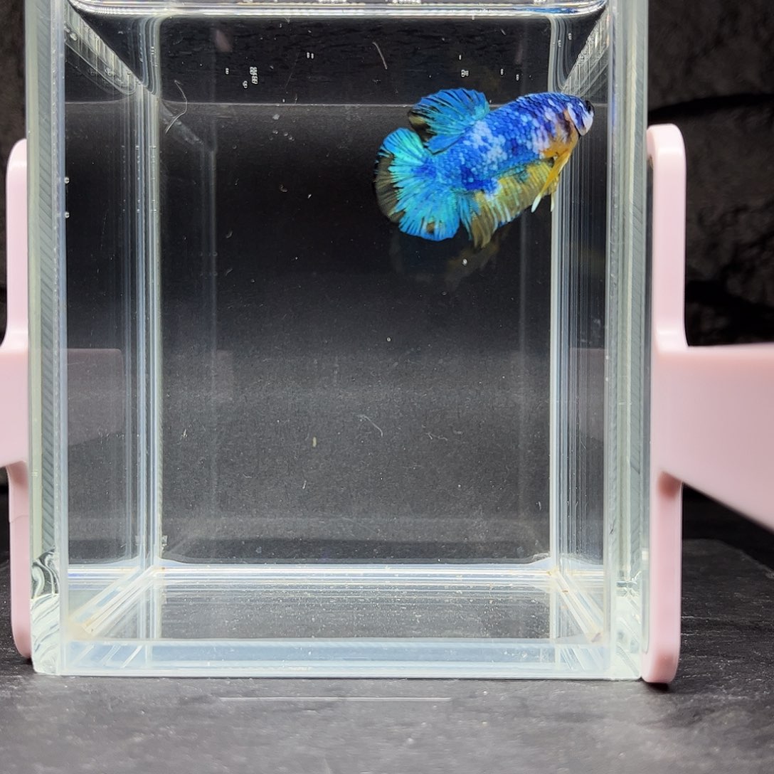 海水鱼宙斯斗鱼竞拍12-02