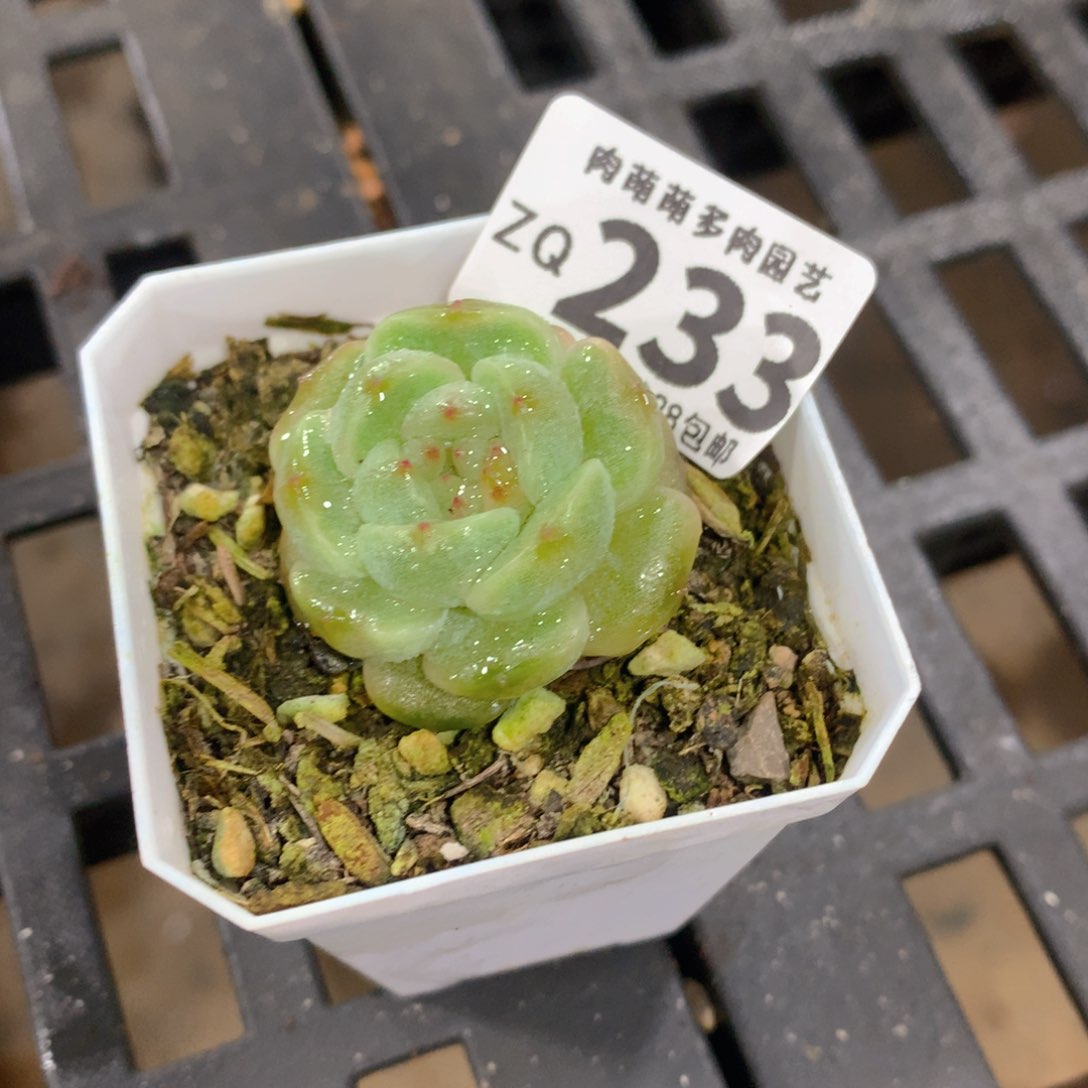 肉萌萌拇指盆精控多肉ZQ233