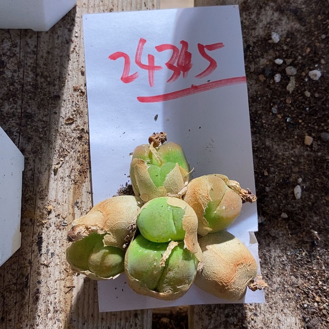 24345。   八头捧花多头大毛一颗 