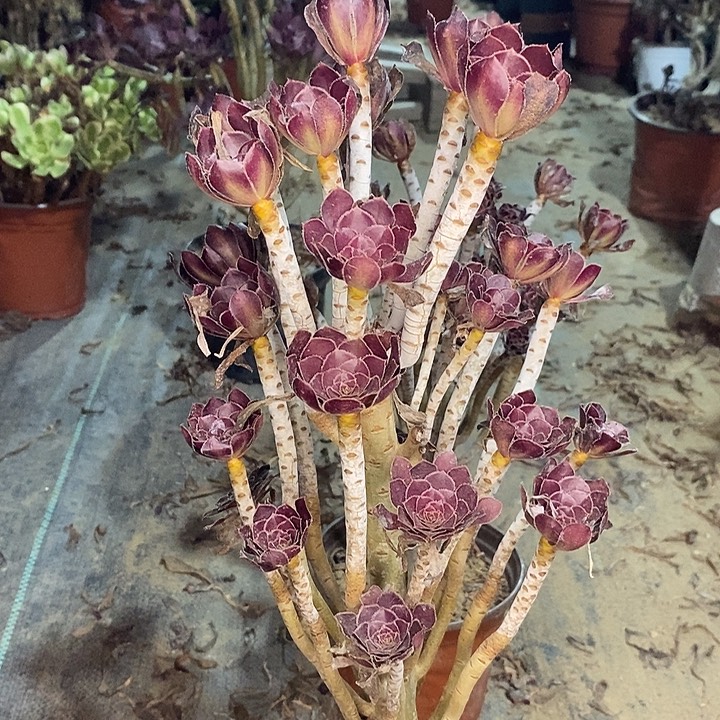 黑豆多肉植物016。