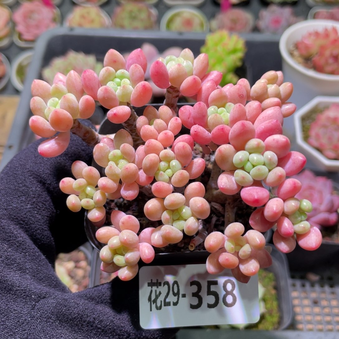 花利美29-358洛可可