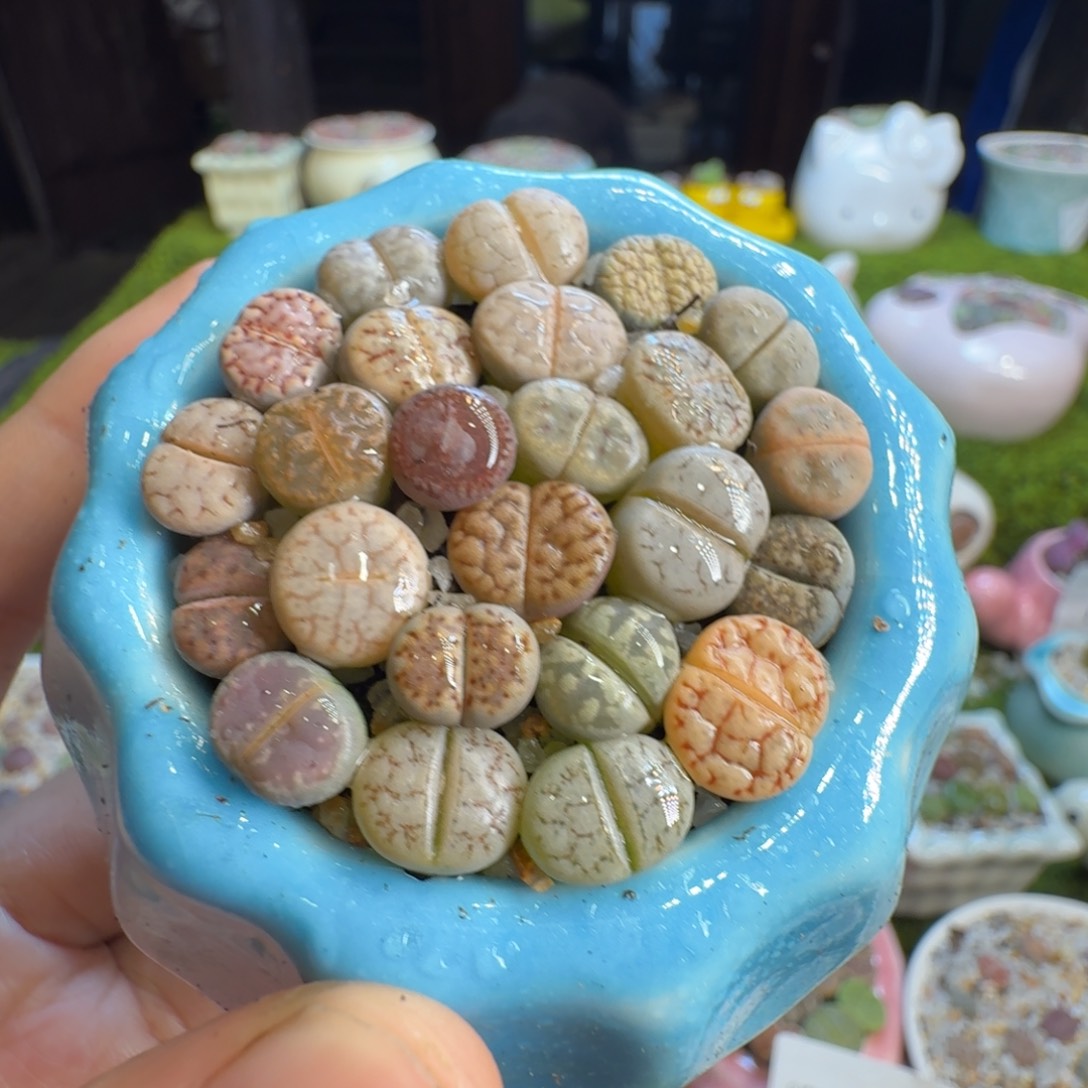 玉***哦多肉植物福利1307
