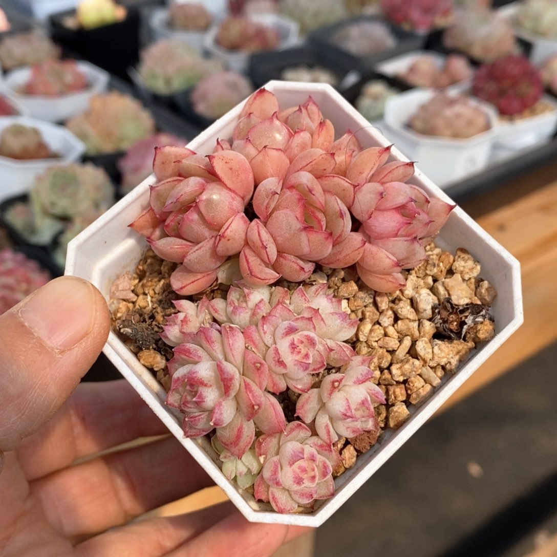 精品多肉一物一拍不包整14