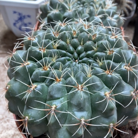 两盆分哦花玉仙人球25米