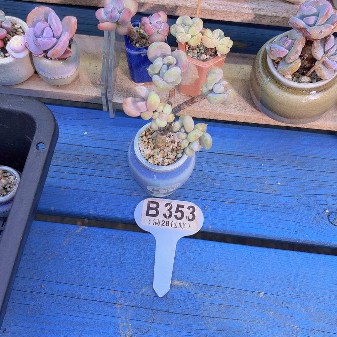B353加菲猫一物一拍