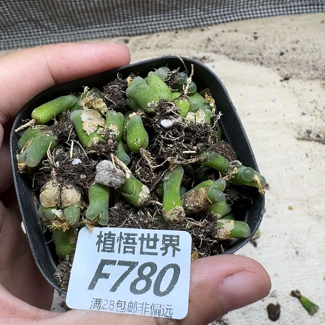 多肉植物的人啊vnn