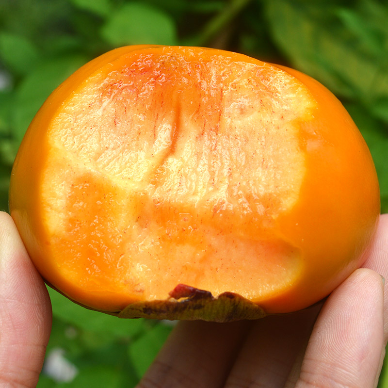 【脆甜不涩】广西桂林巧克力糖心脆柿子硬脆甜柿新鲜应季水果5-9斤