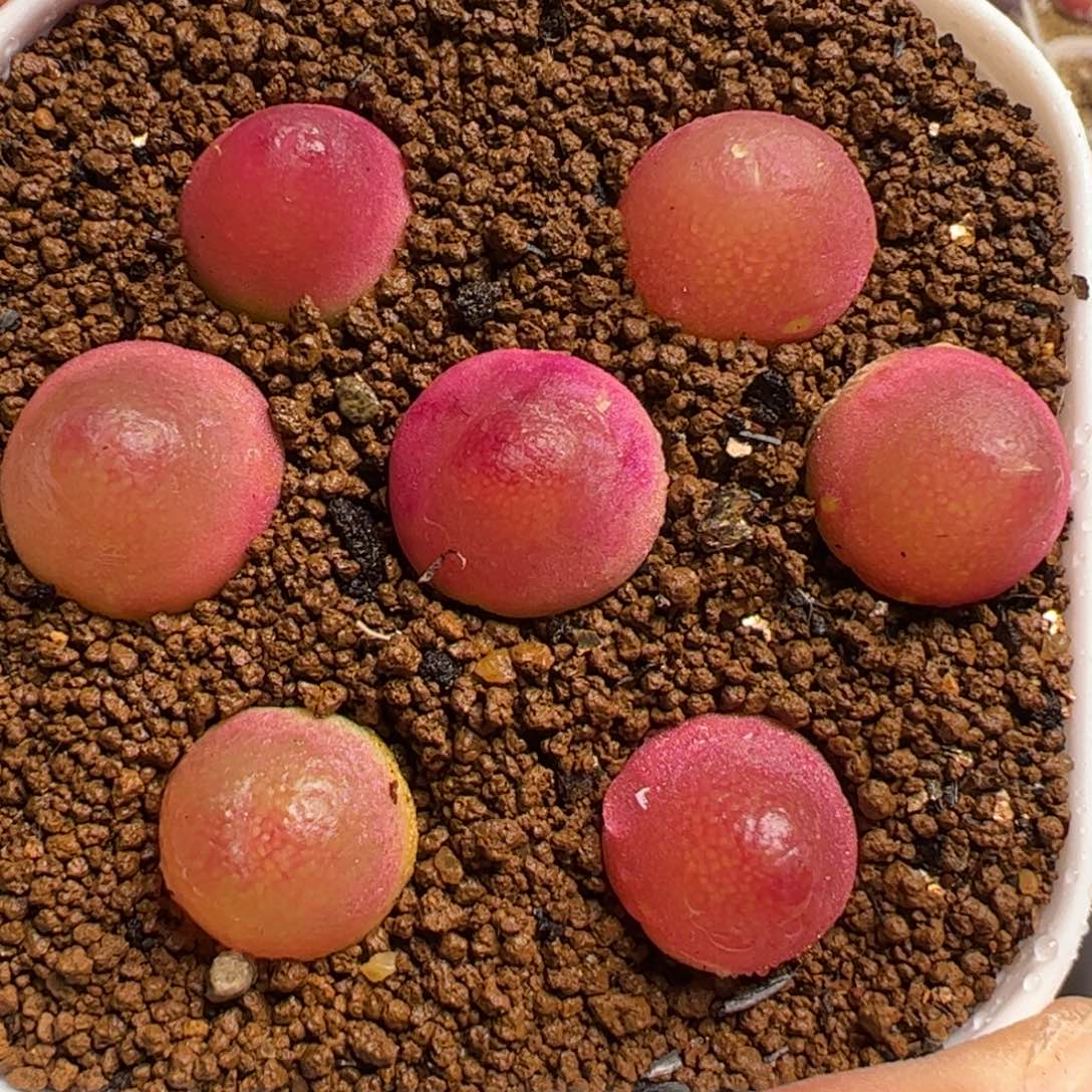 多肉植物百科灯泡7棵