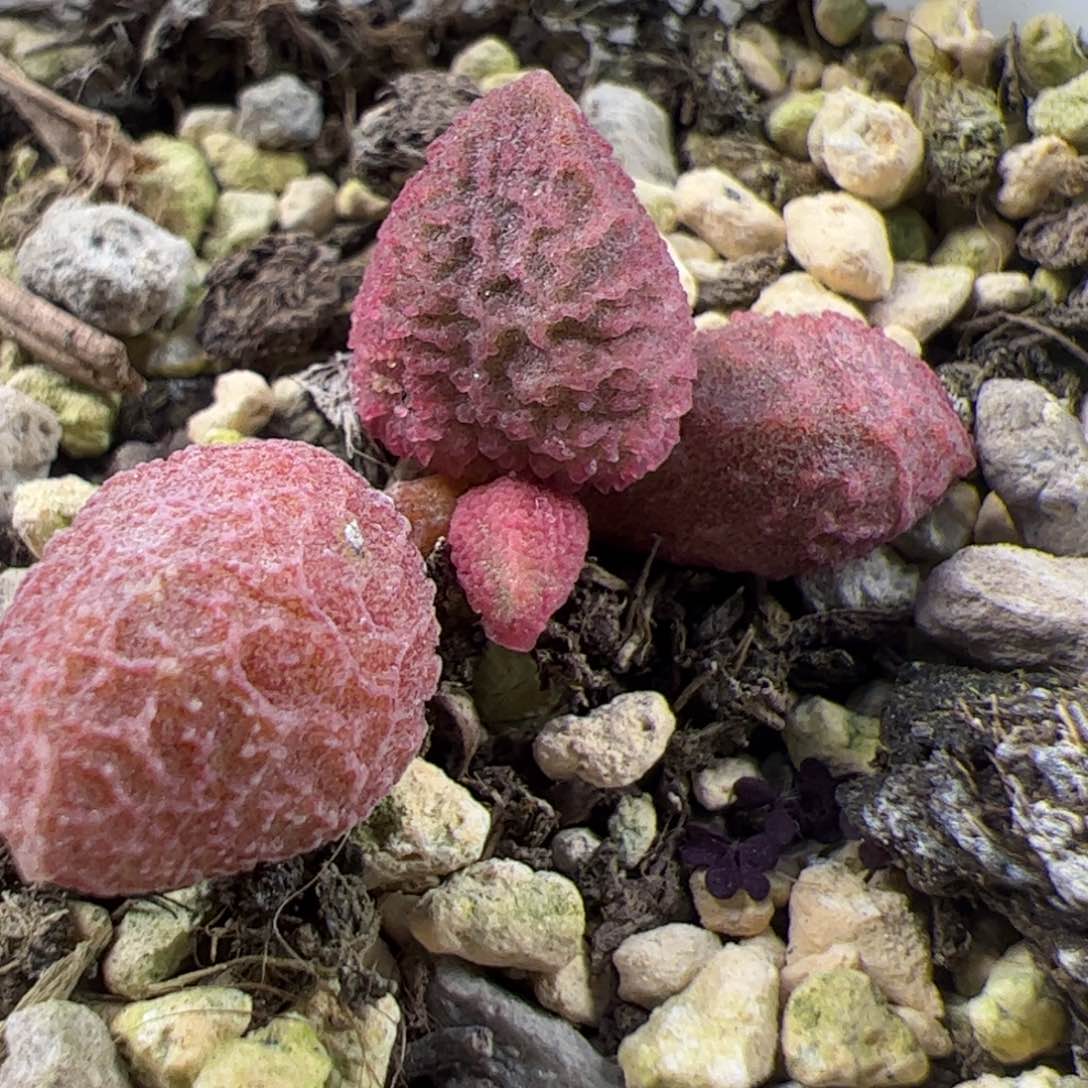 实生新品整颗多肉植物水泡