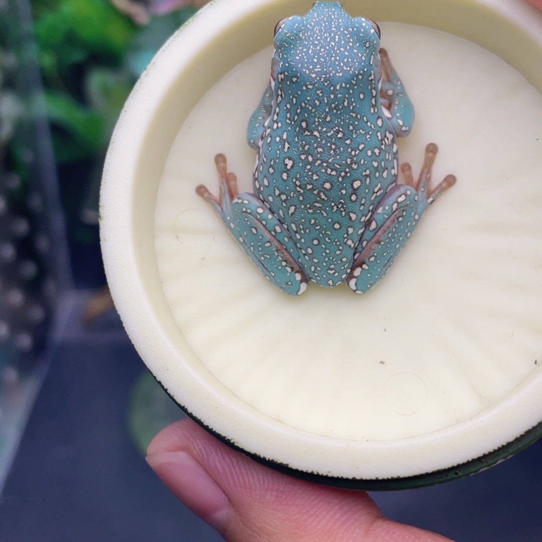 「***毅老爷树蛙14号蓝老爷