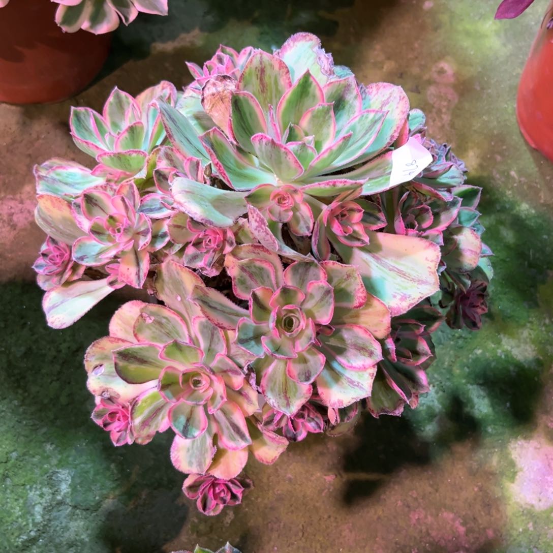 多肉植物青花瓷874