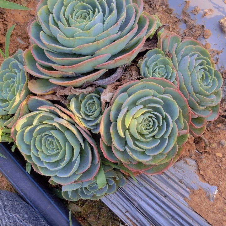 金***！无花朵63玉蝶一无一拍多肉