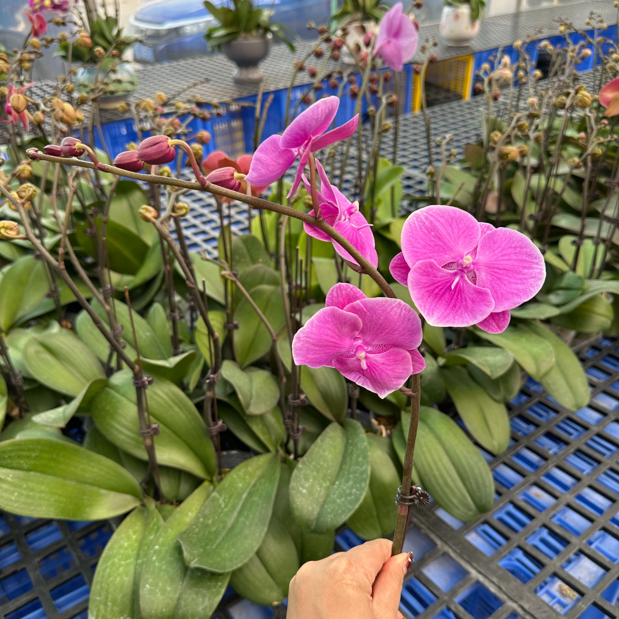 A18【紫色曼哈顿】紫红色中大蝴蝶兰.基地直发.室内花.花期长.年花