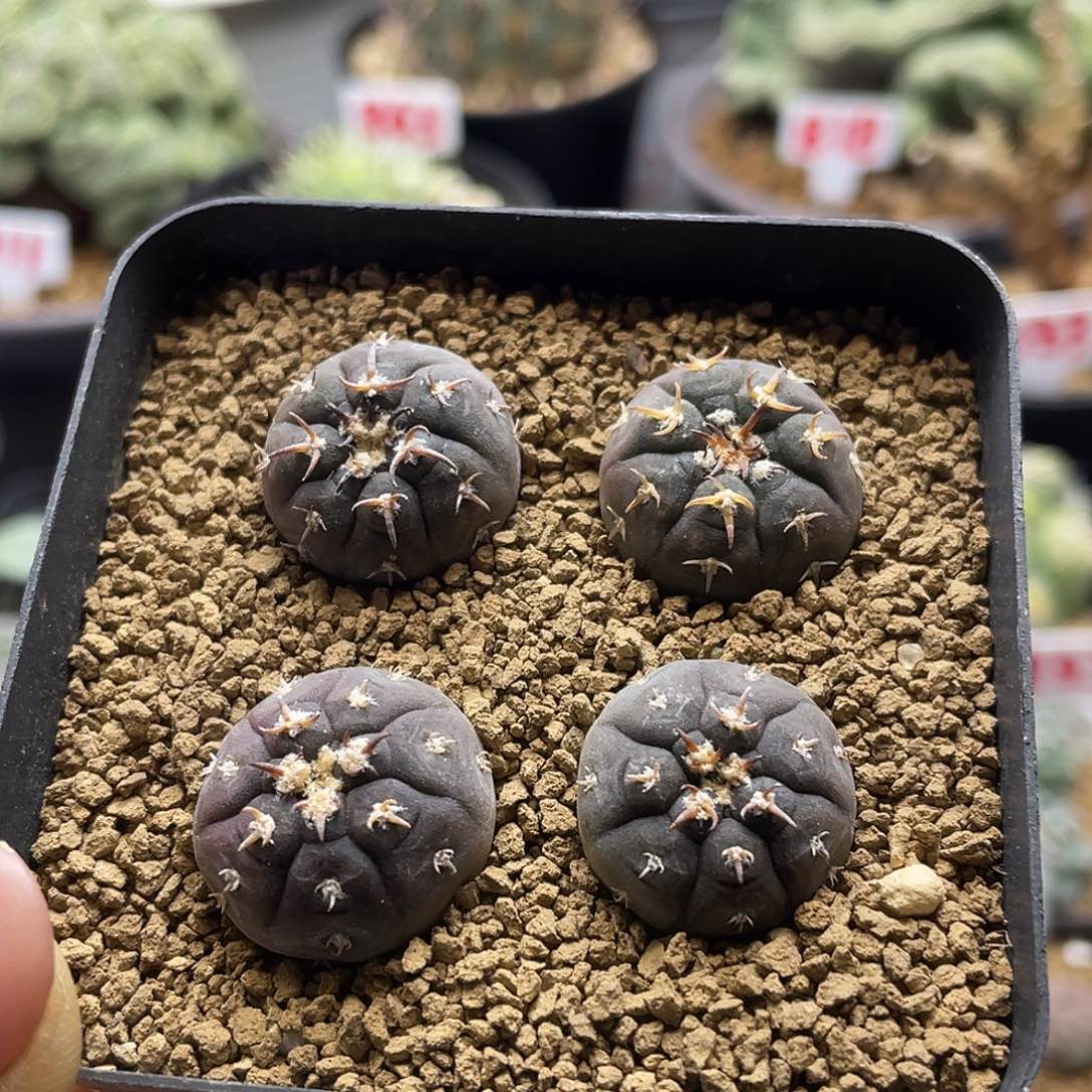 实生四颗龟甲猫爪仙人球