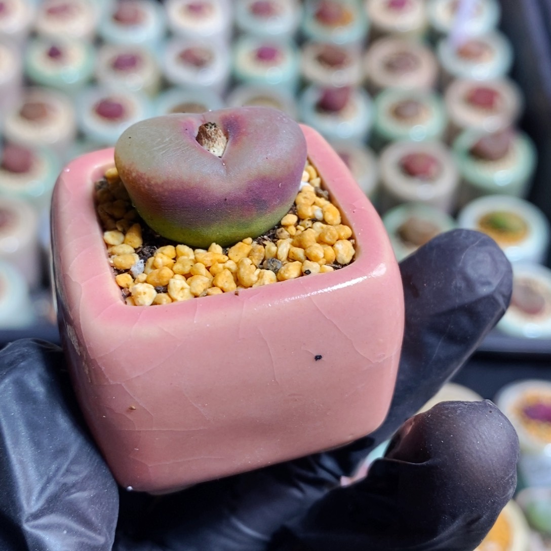 3716--一物一拍 带盆