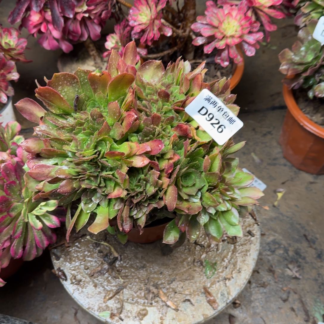 926玫瑰缀法师多肉