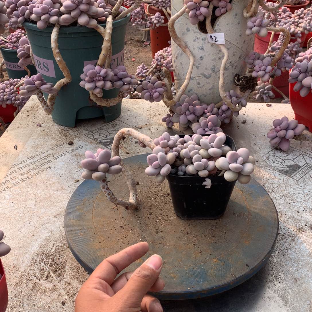 63一物一拍桃蛋老桩