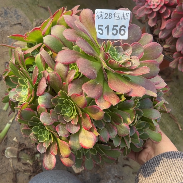 5156玫瑰锦多肉植物