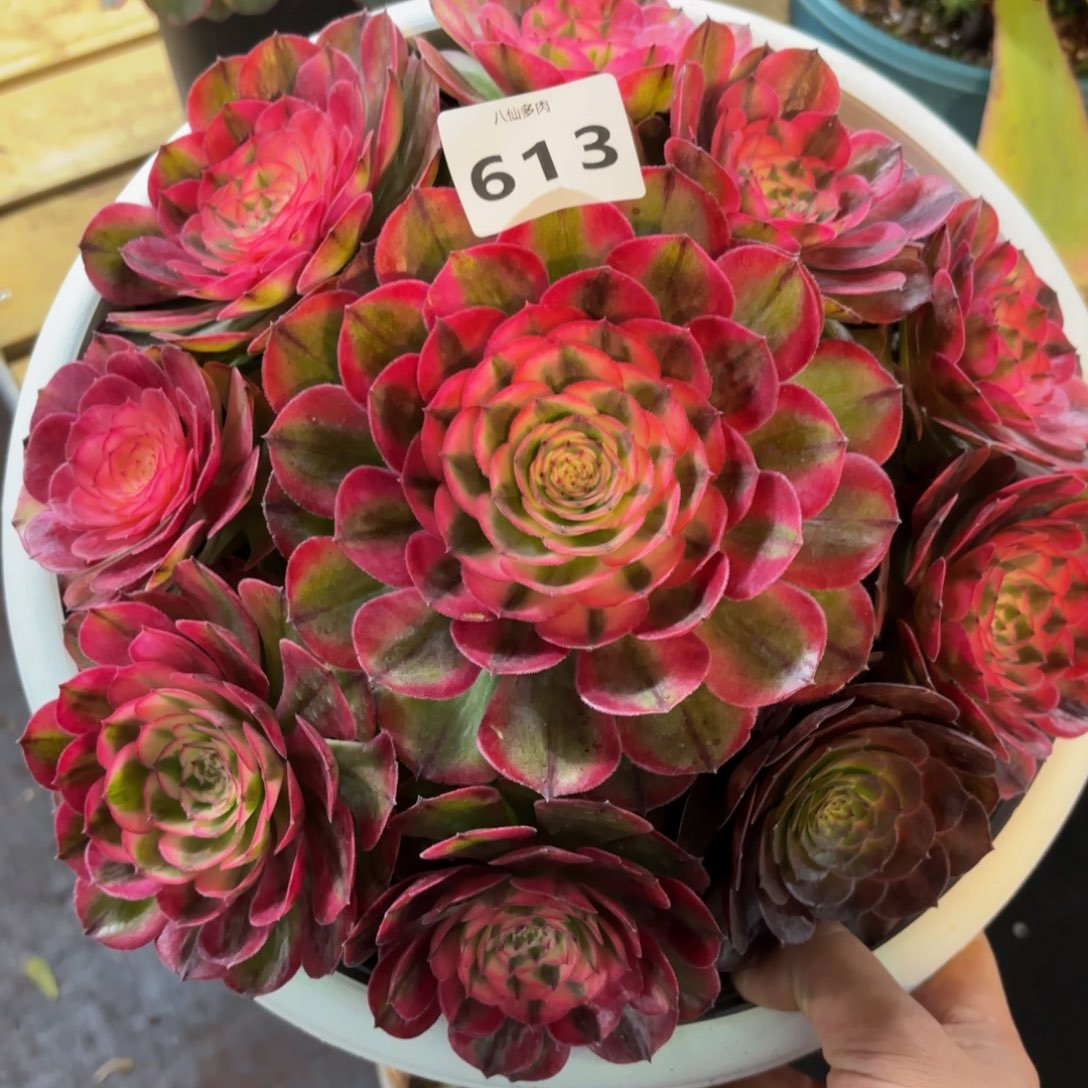 613多肉植物荔枝