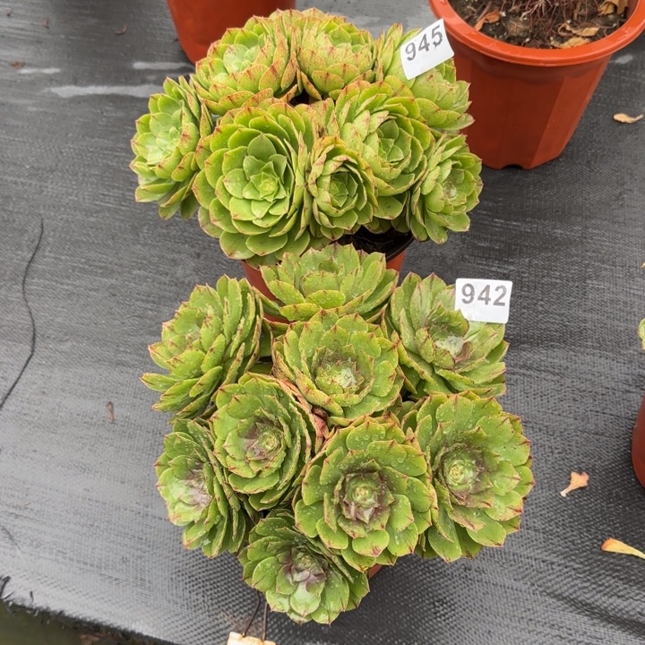 杨***姐多肉植物万拉丝945942