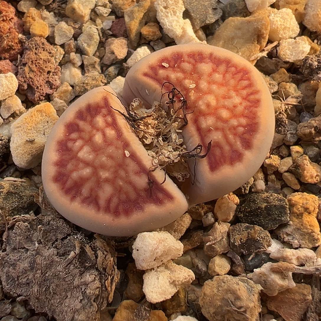 1244美菊菊福利炸