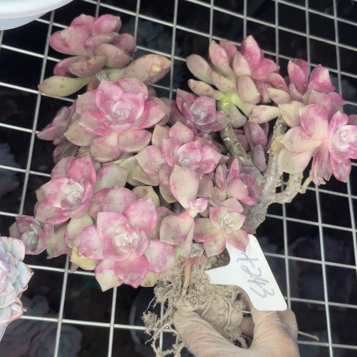 两单包邮，一物一拍鹅肝