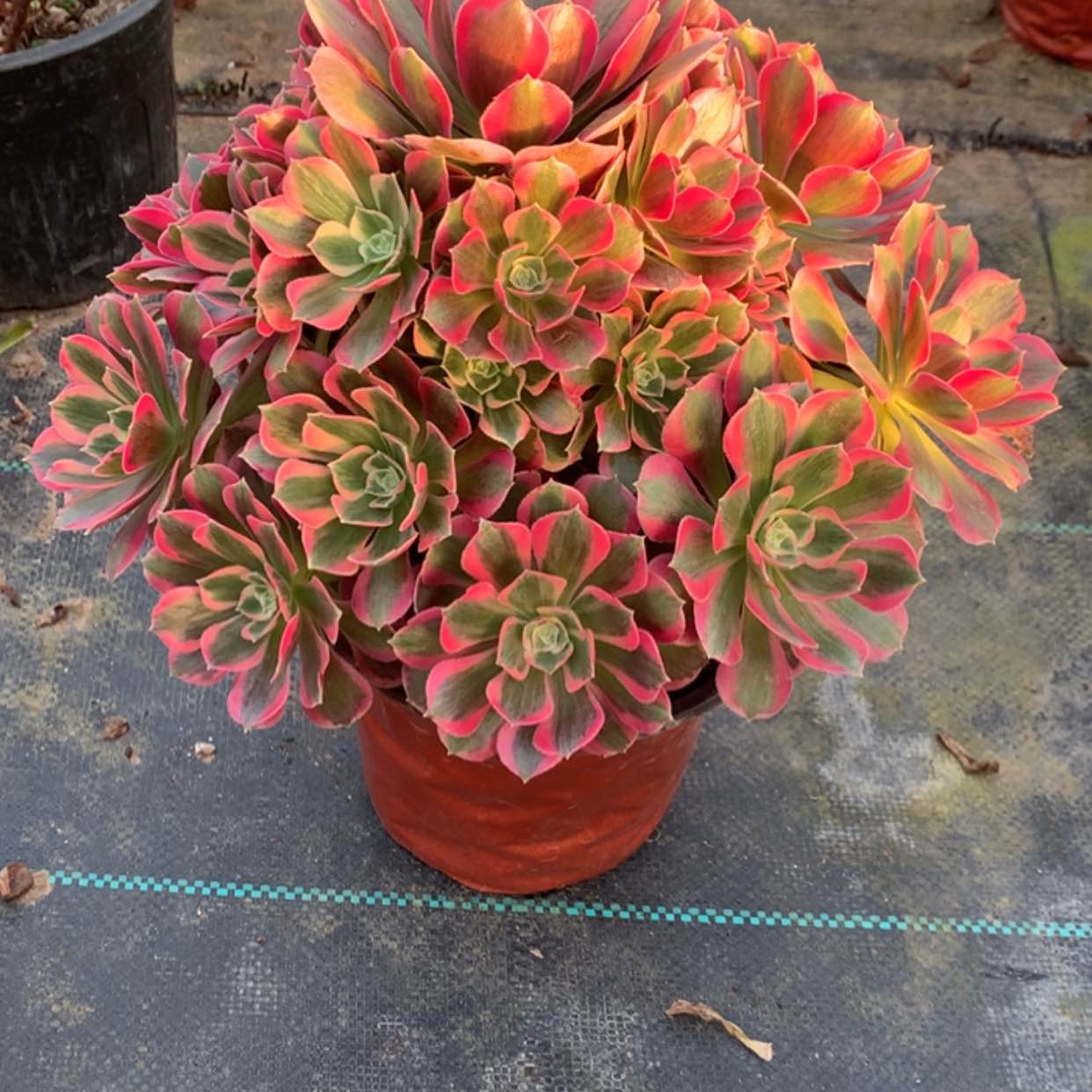 【闪购商品】882粉女郎