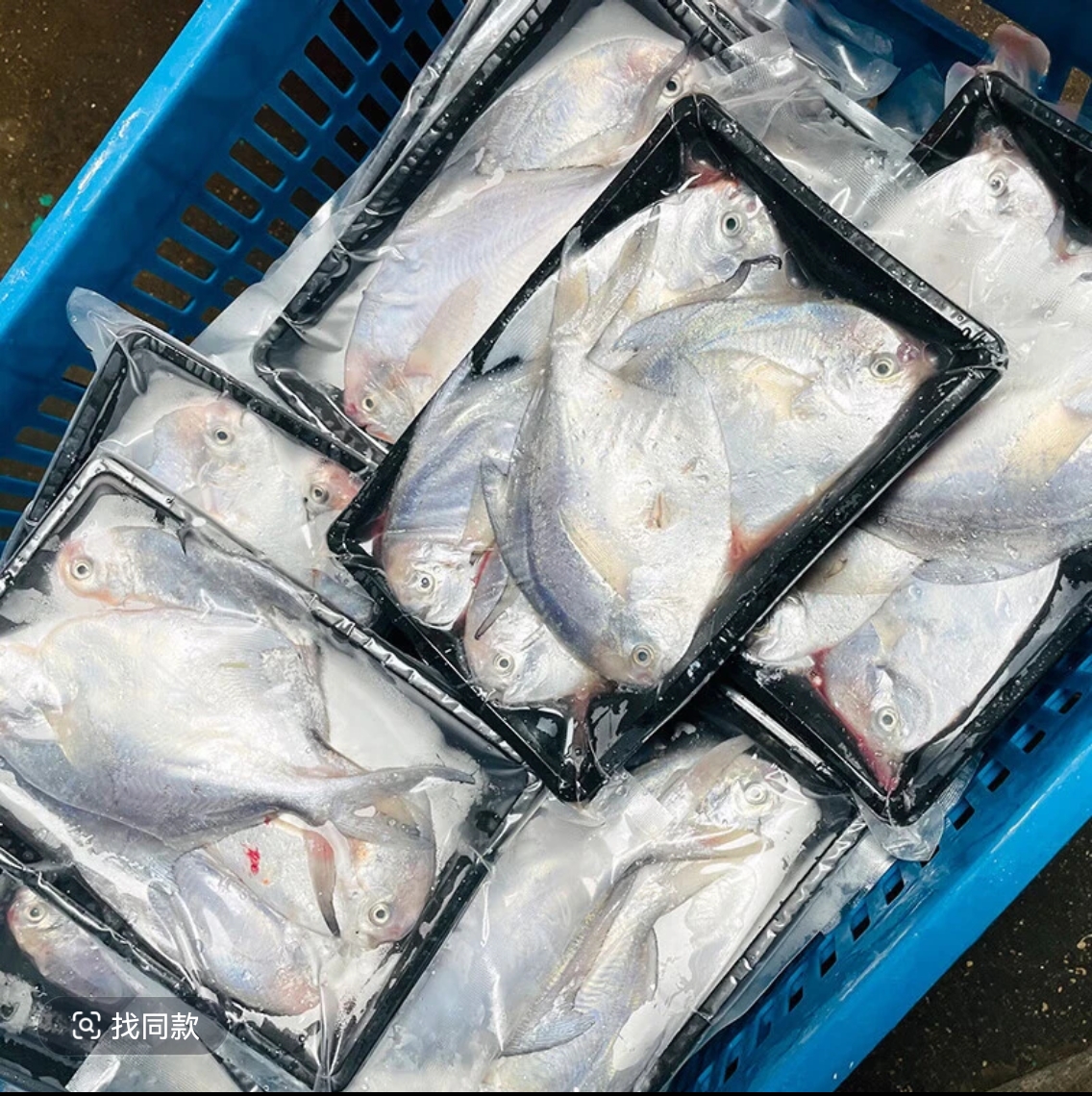 深海《五斤银鲳鱼》野生小银鲳鱼