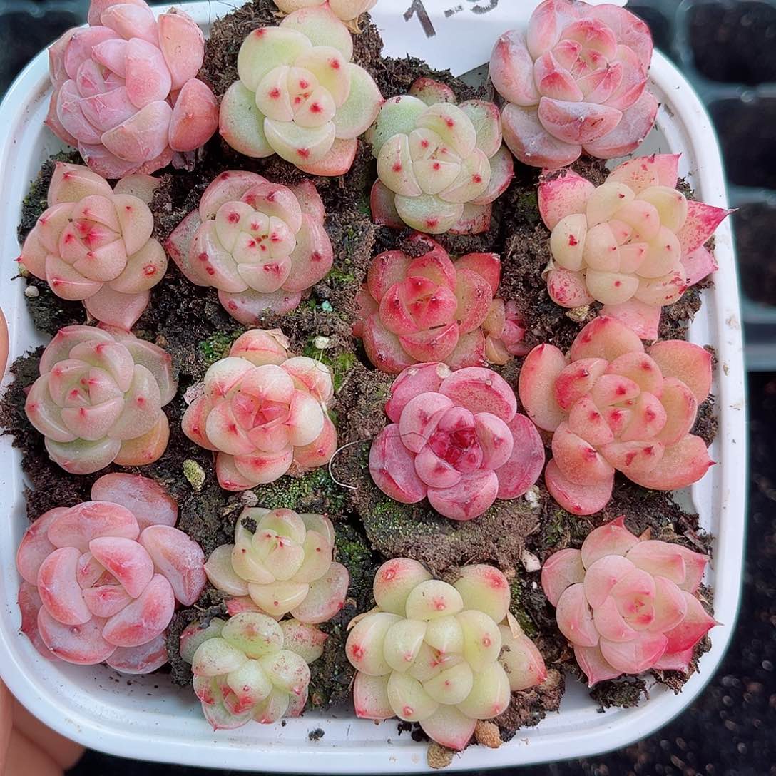 1-980 新疆西藏内蒙不发 年货后初7初8发货