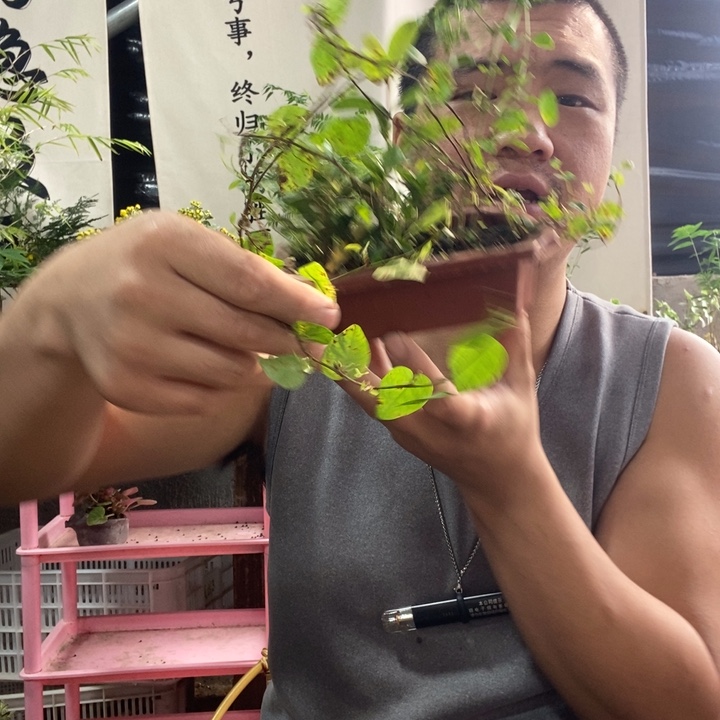 J***夼以实际为准盆景绿植盆栽四二