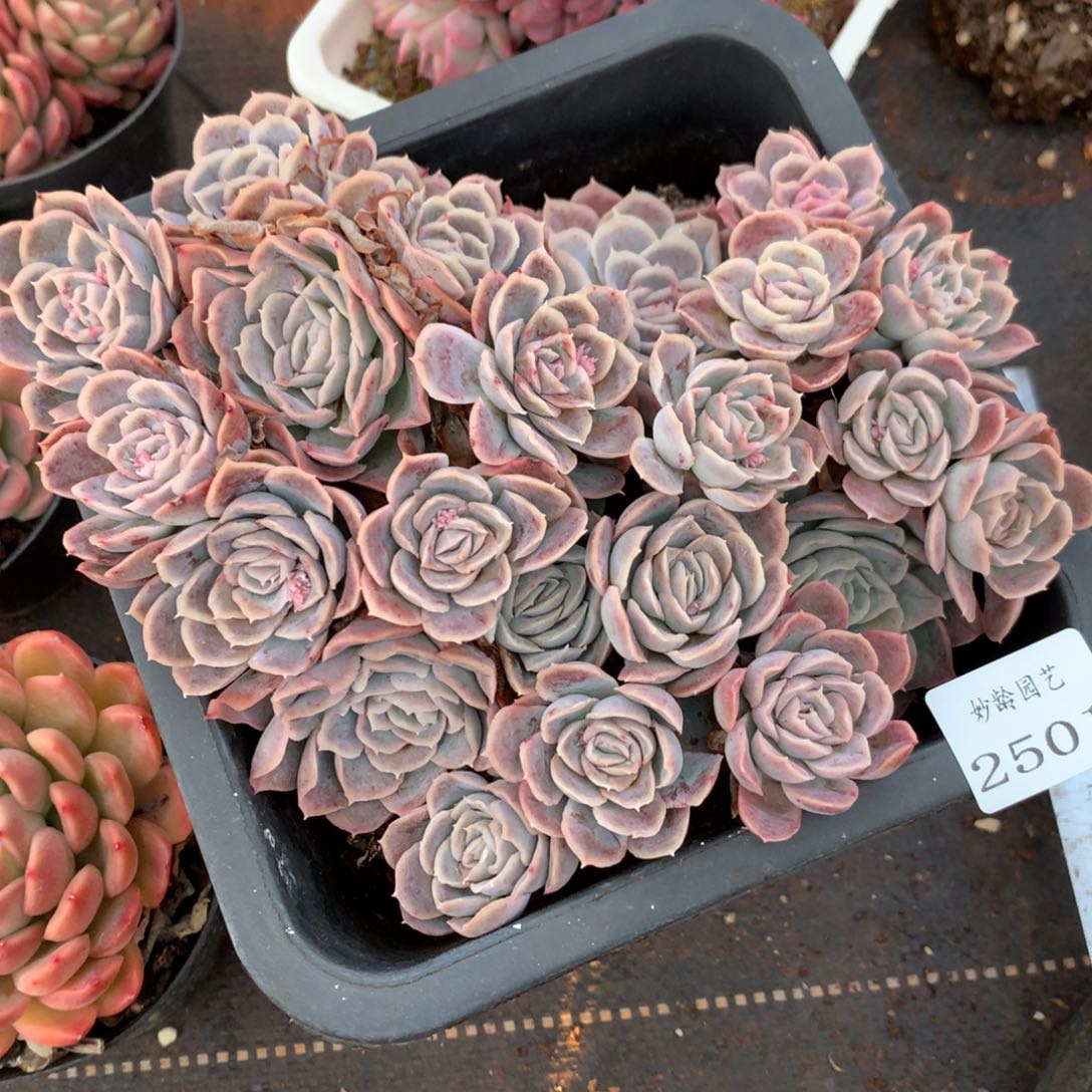 2501缺水价杂交精品基地18厘米