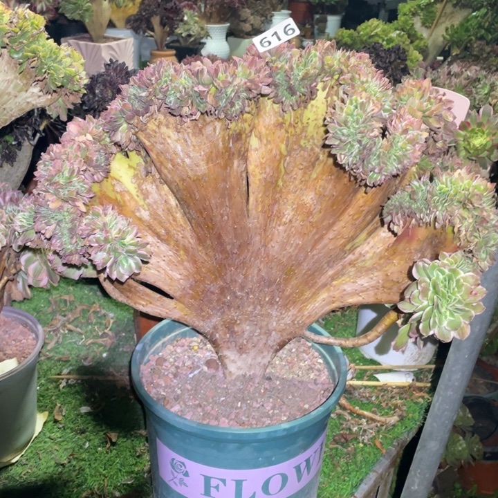 616玉恣缀化多肉植物