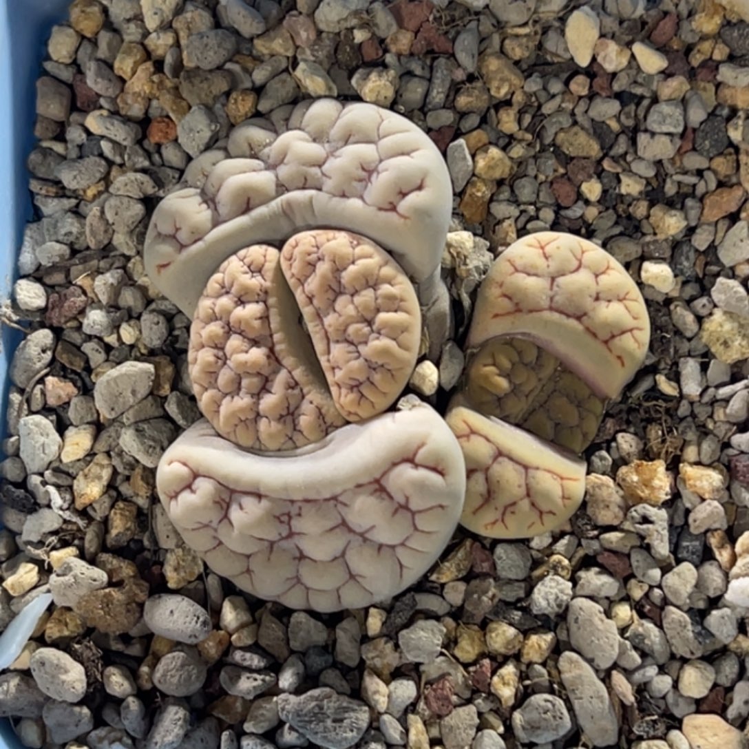 7563双头凹凸红纹189