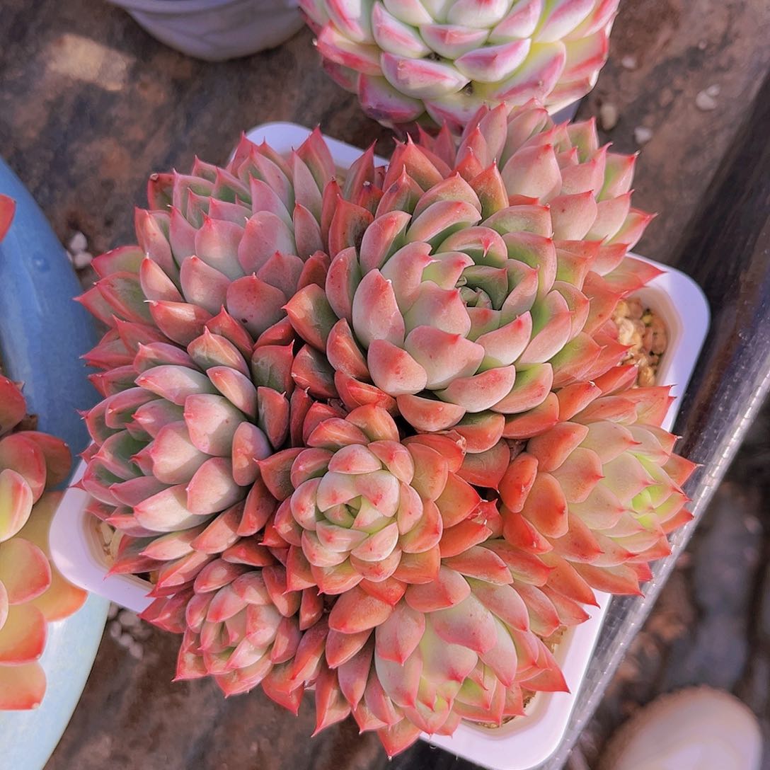 甲壳虫14公分99999999