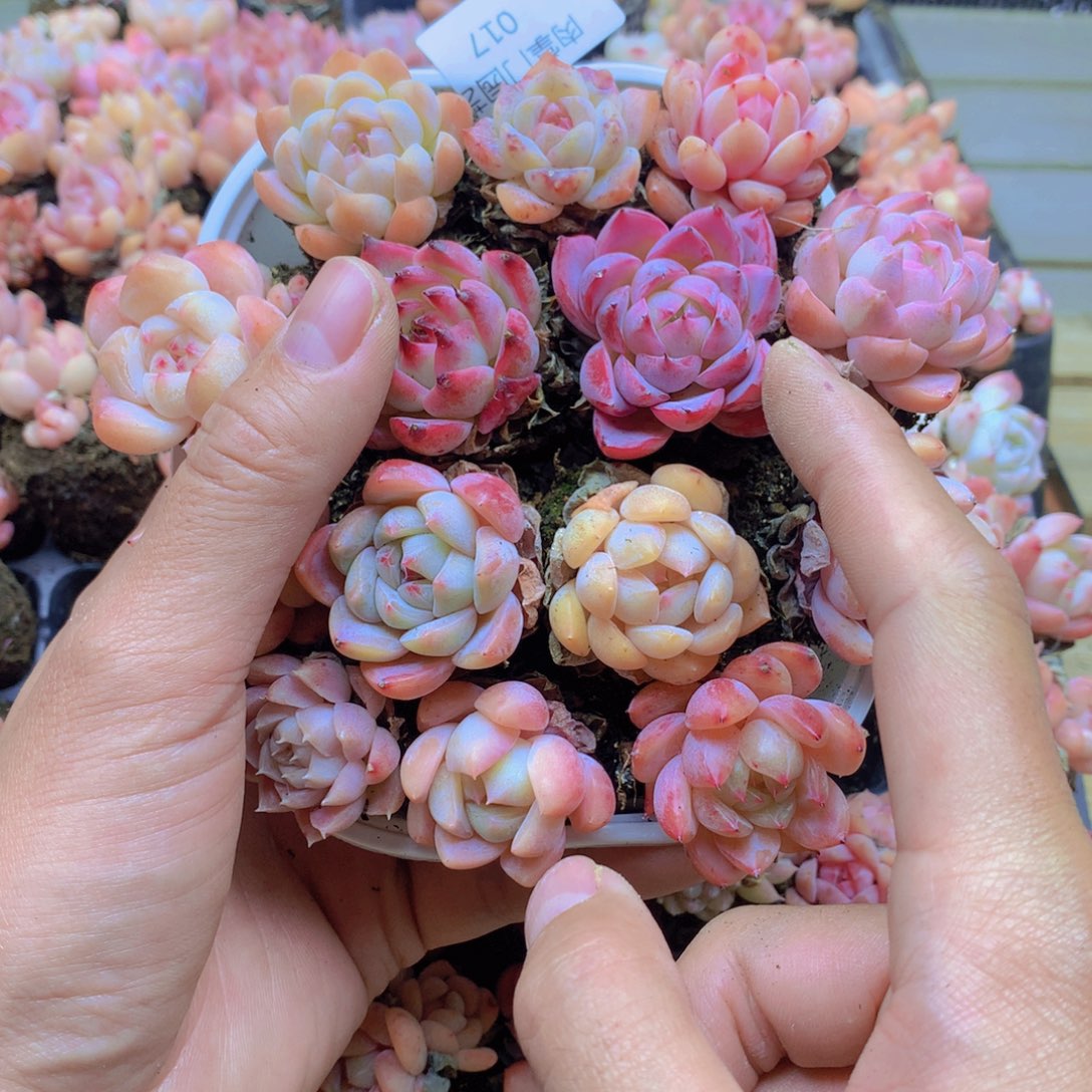 我要去看你了啊017