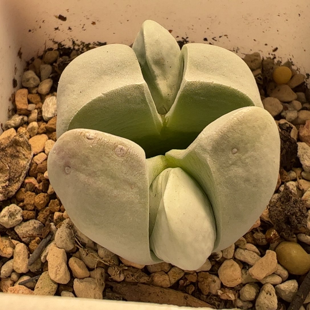 白魔多肉植物百科69