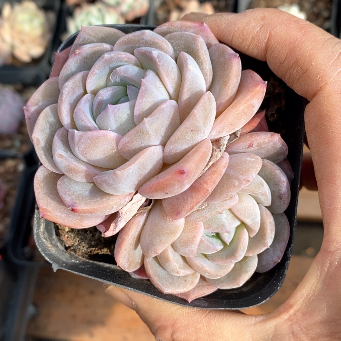 精品多肉一物一拍不包整24