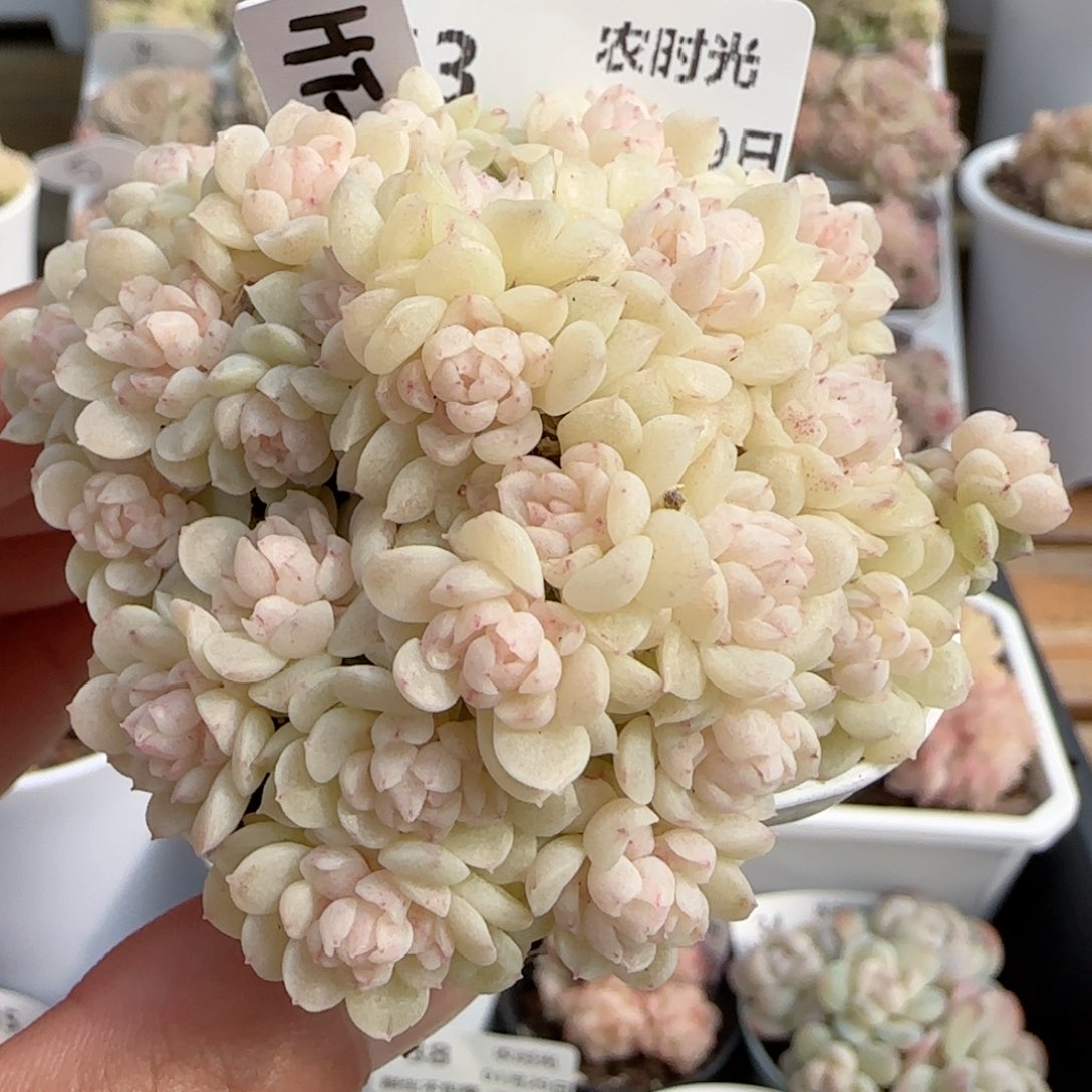 【闪购商品】0129-43（ht-49）