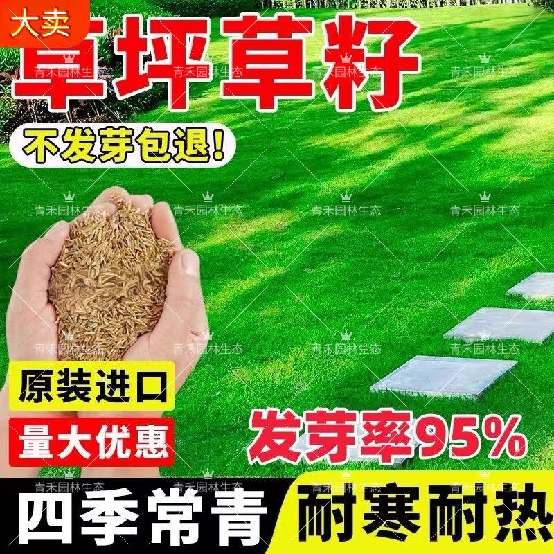 草坪草籽四季常青护坡狗牙根马尼拉地毯草种子百慕大黑麦草种籽孑