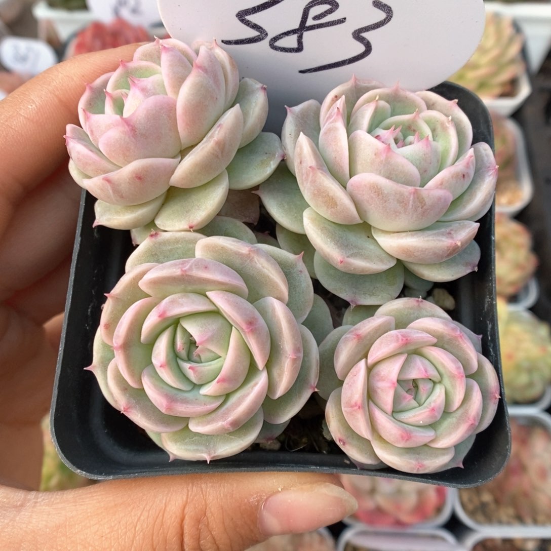 白芷珍妮群生383号。