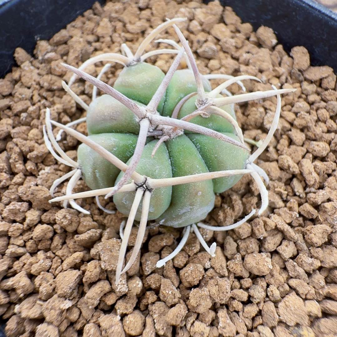 实生白刺翠平脱土发货