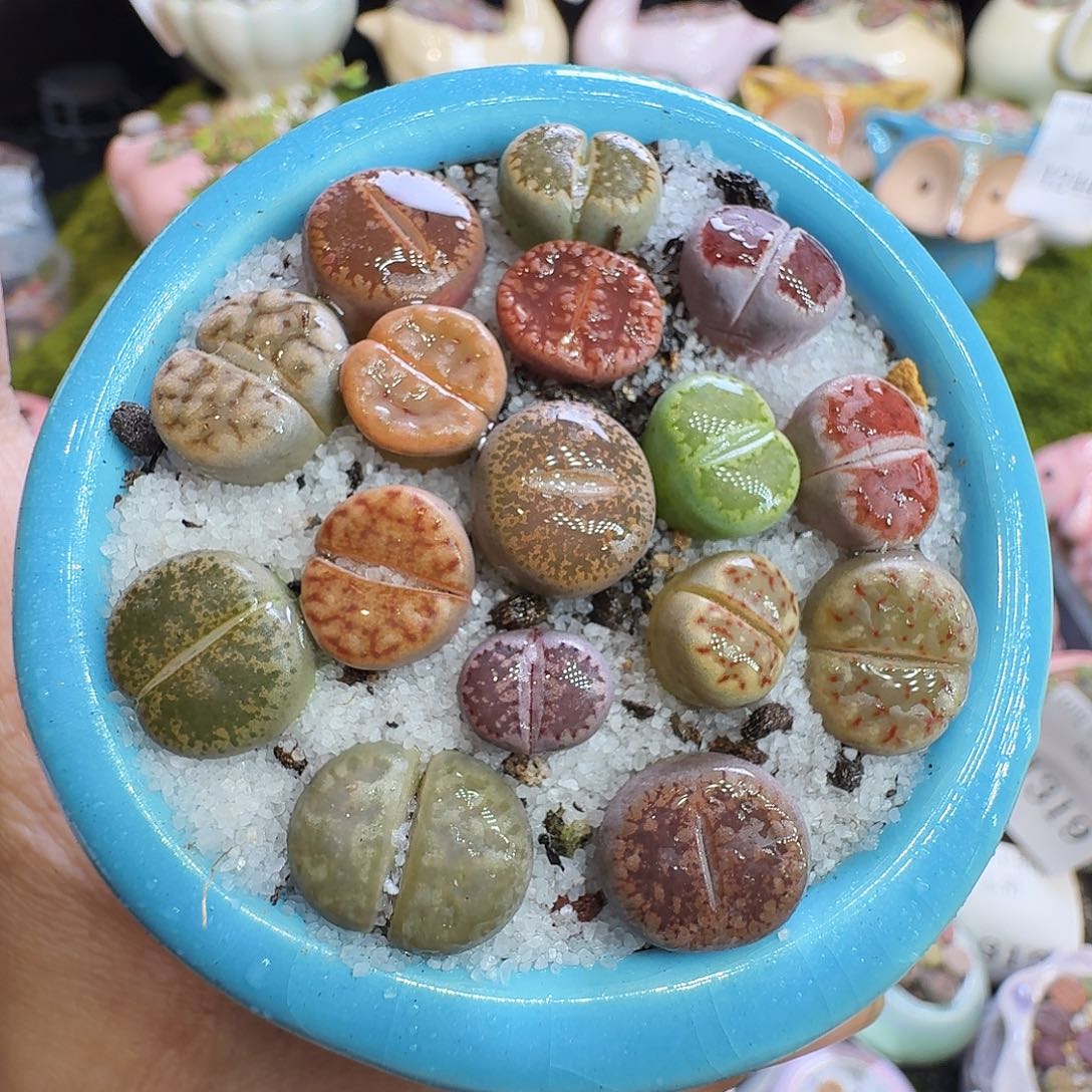 多肉植物福利冲1321